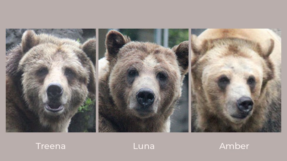 3 Bears of Central Park Zoo