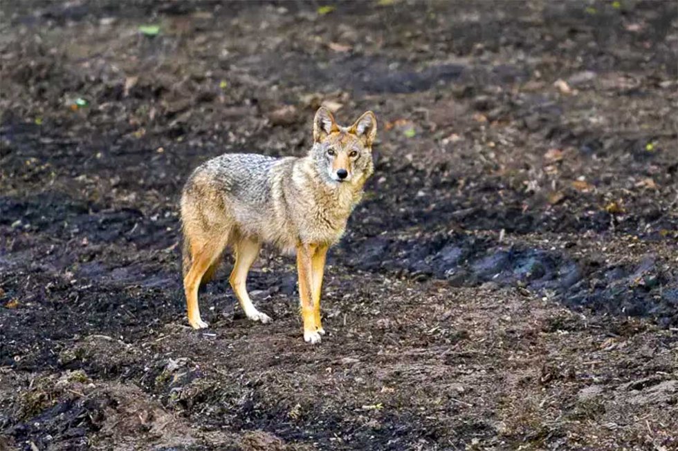 Coyote of Central Park