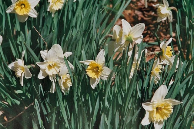 Photo entry: First Flowers