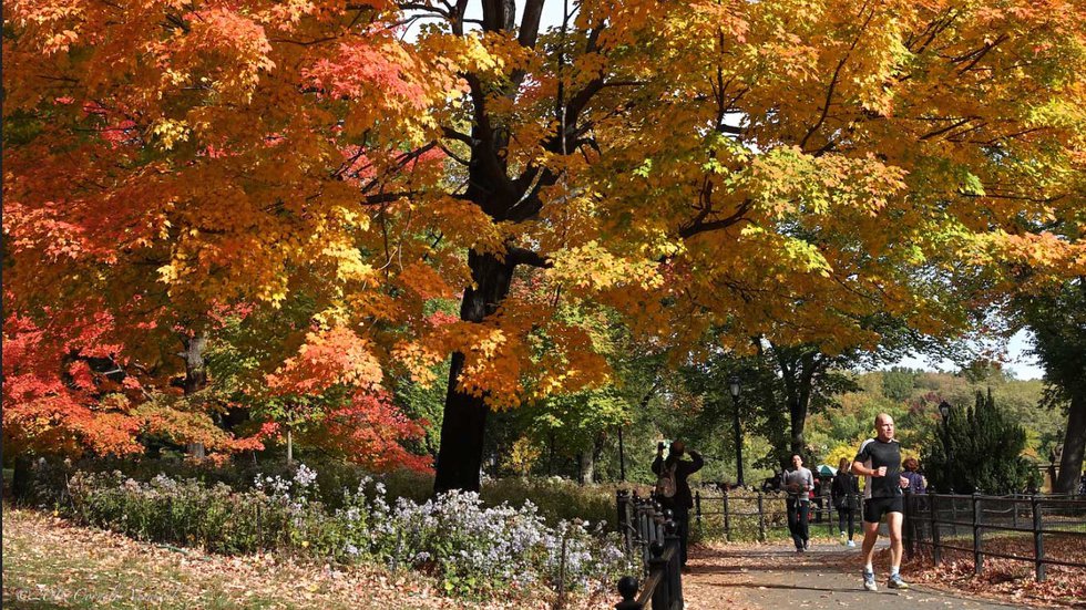 Autumn Red Maple Tree