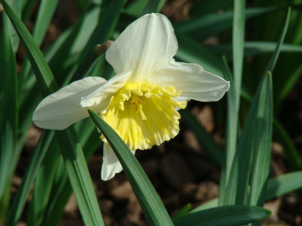Daffodil