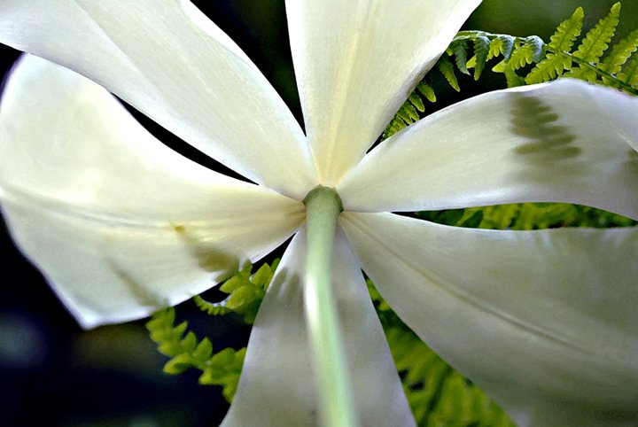 BackLit White Tulip