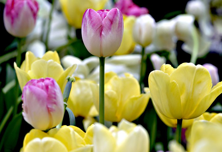 MultiColored Tulips