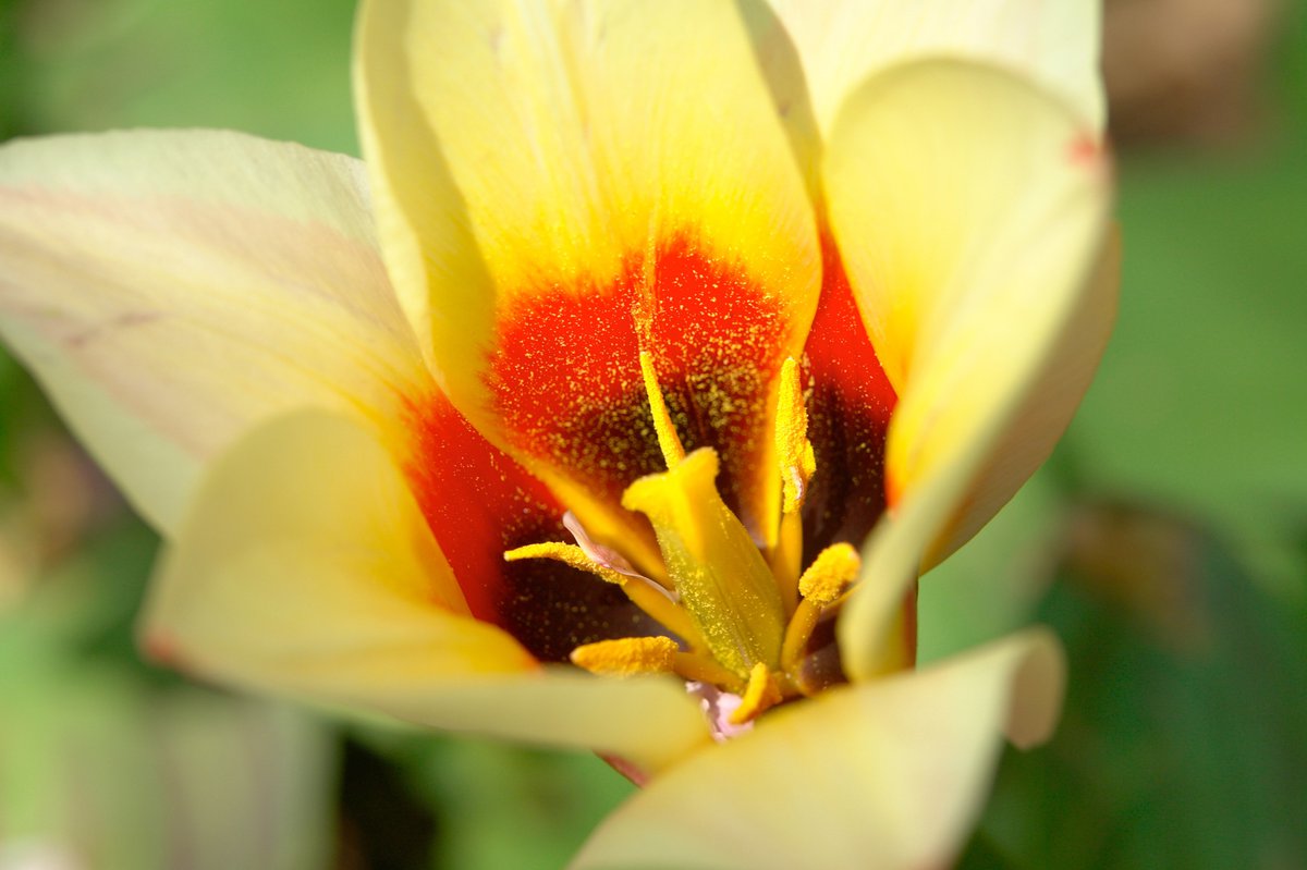 Photo entry: Flower Pollen