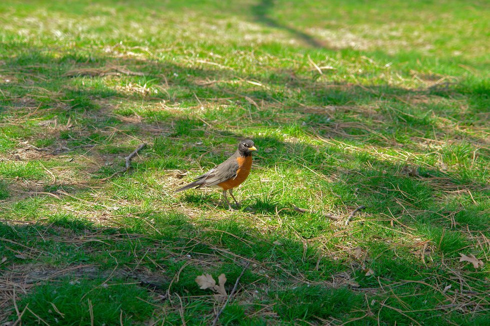 Bird in the grass
