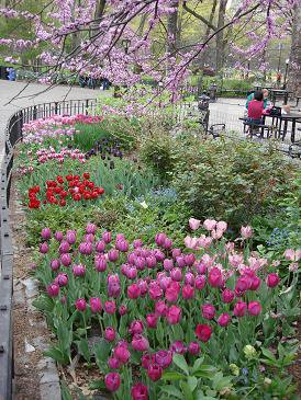 Springtime in Central park