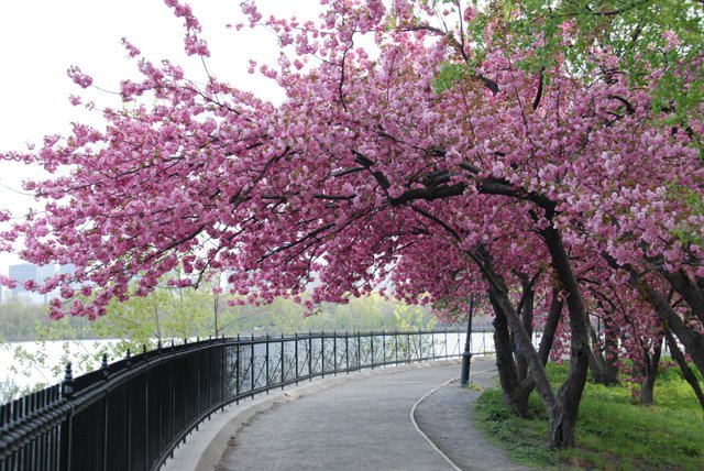 Cherry Blossom Trees In Bloom