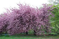 Cherry Blossom Tree In Bloom 
