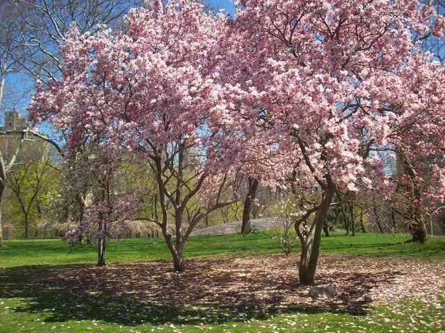 Cherry Blossom Trees In Central Park