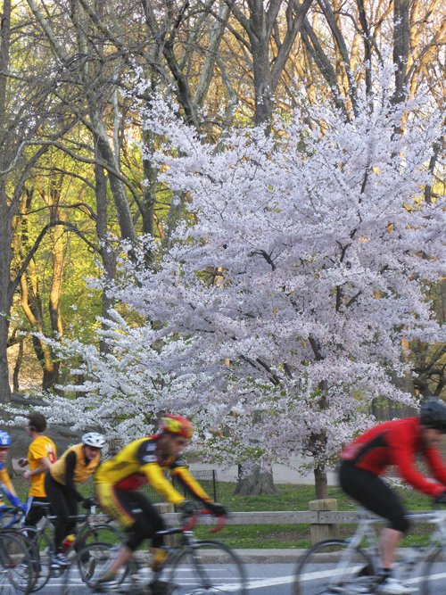Photo entry: Bikers in Spring Glory