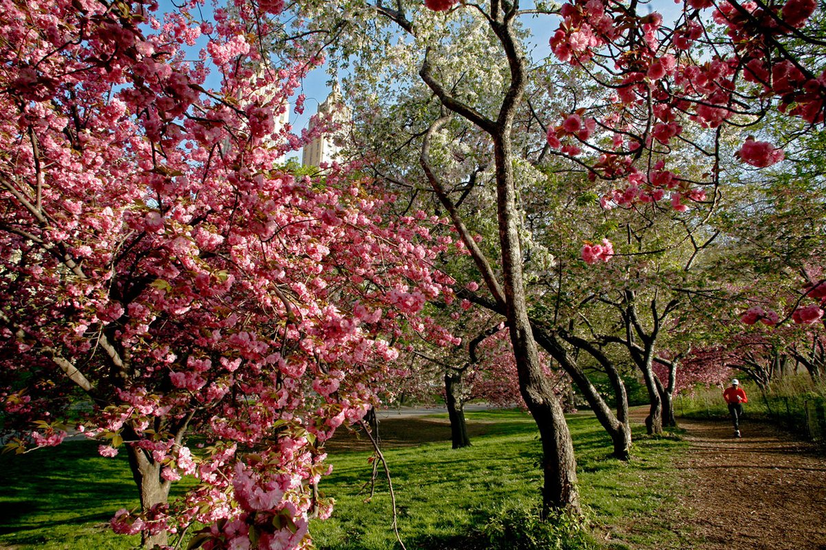 Photo entry: Spring burst