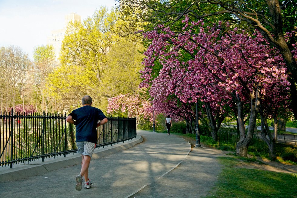 Reservoir runner at cherry blossom time