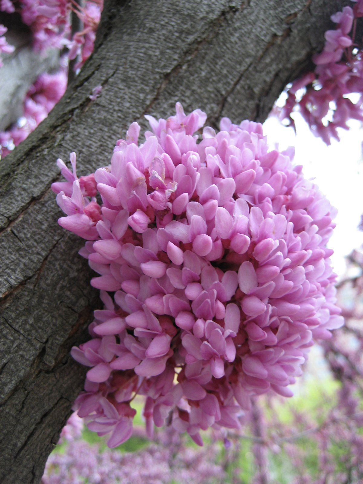 Photo entry: Spring's Essence