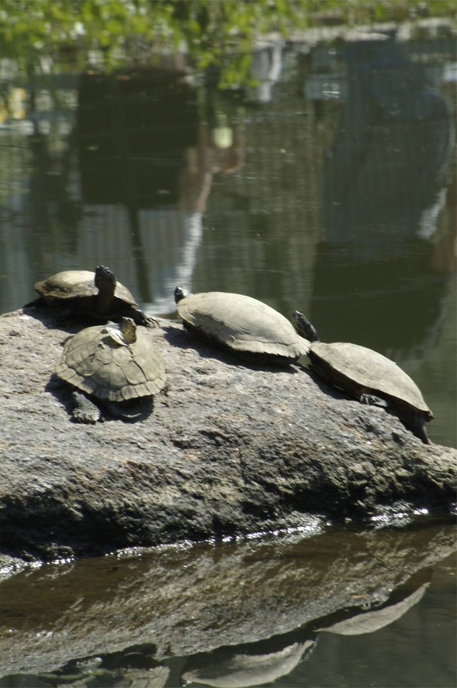 Turtles with Butterfly in the sun