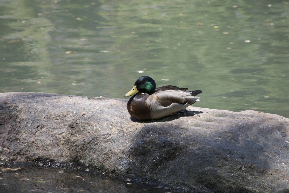 Duck on rock taking a rest