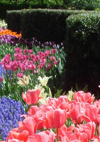 conservatory garden tulips 