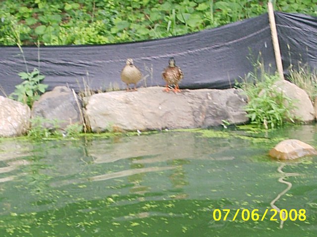little duckys looking at us in the lake
