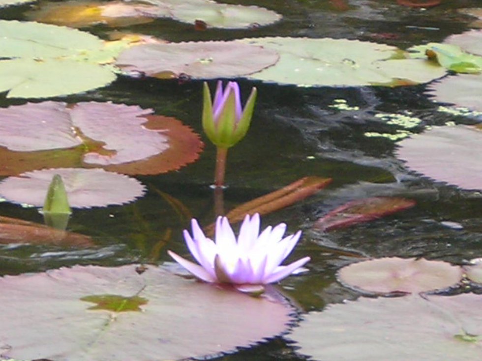 lilly pad