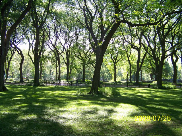 American Elms in Central Park