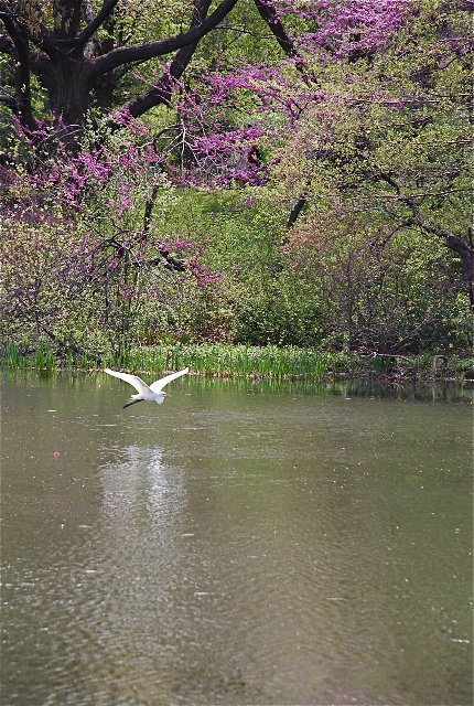 Egret turtle pond 1