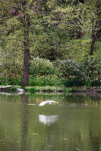 Egret turtle pond 2