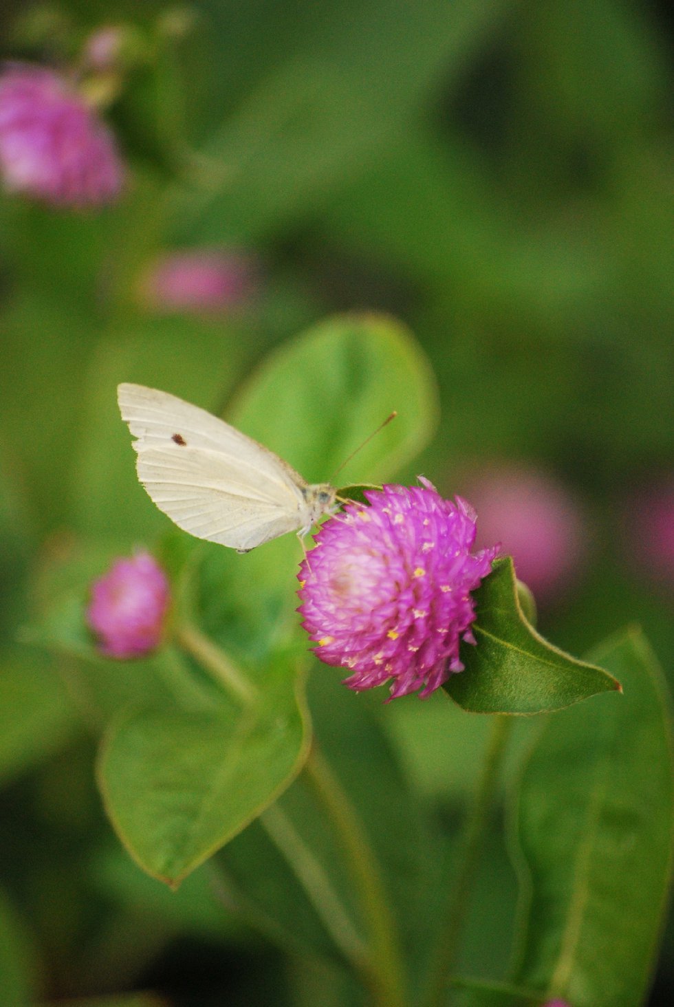 Butterfly in Meadow