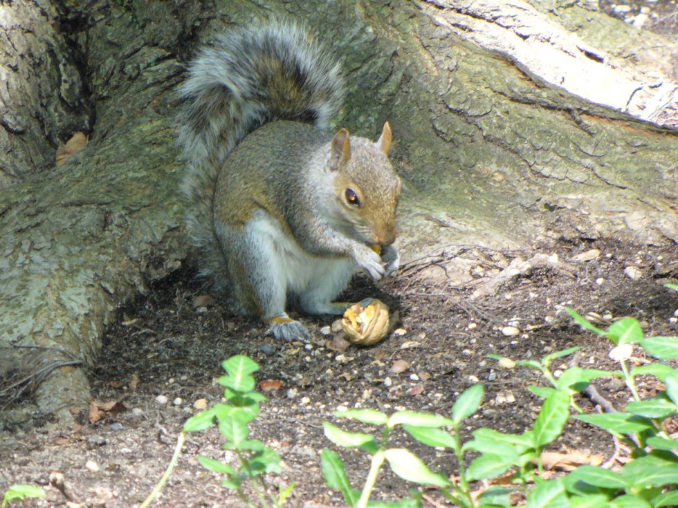 Got Nuts?