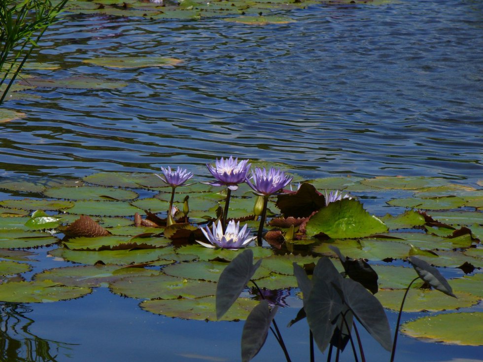 The Lilly Pad 2