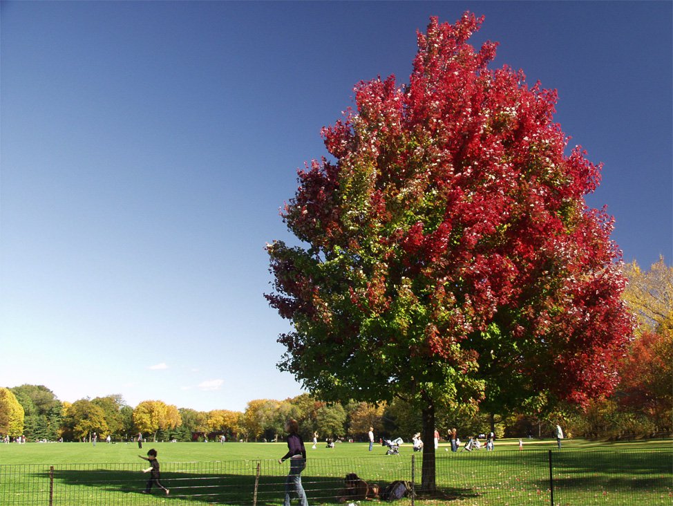 2 color tree