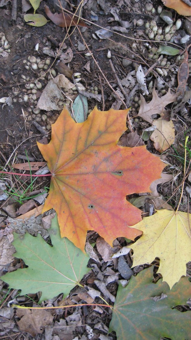 Fall Leaf 2