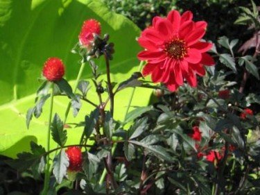 Strawberry Fayre and Dahlia
