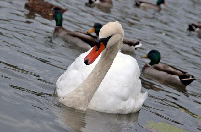 Swan by Bethesda Fountain