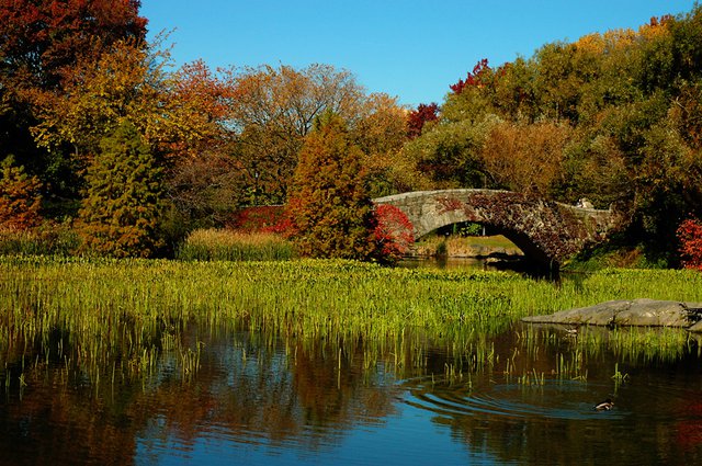 Autumn Duck Pond