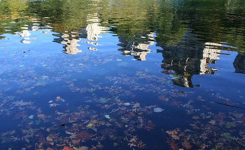 Central Park Reflection