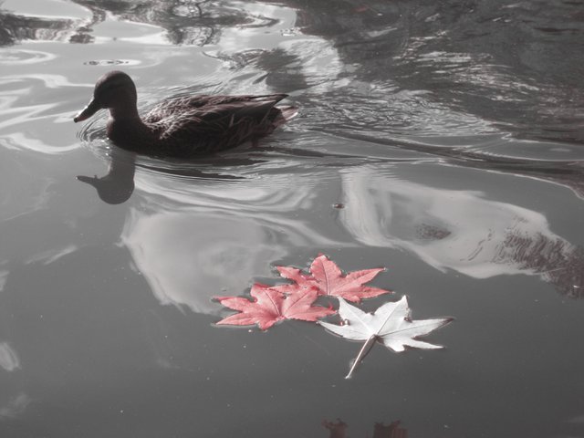 autumn is just ducky