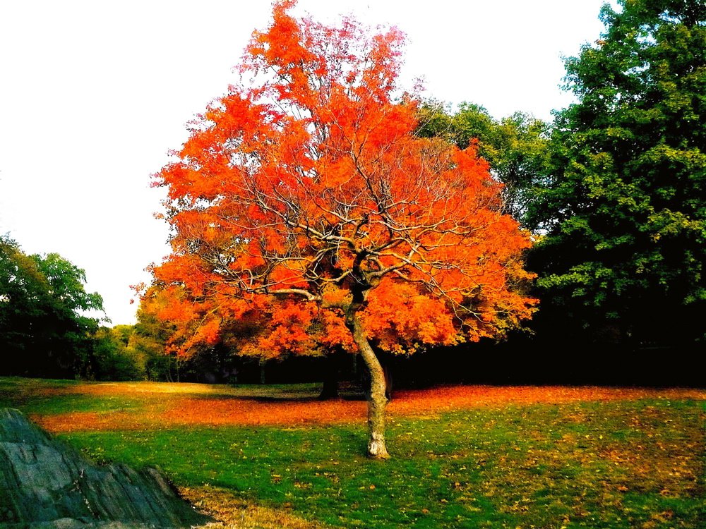 Photo entry: Tree Within Tree Autumn