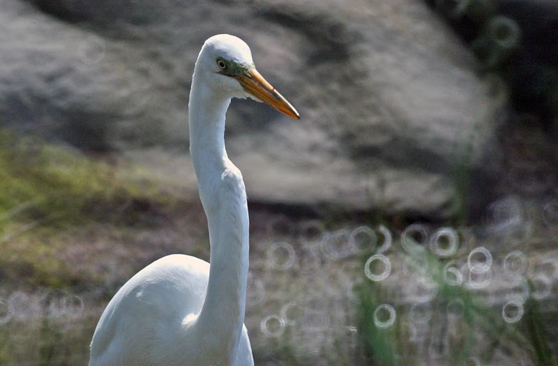 Egret at Turtle Pond