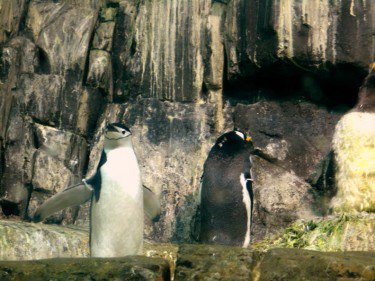 penguins at the central park zoo