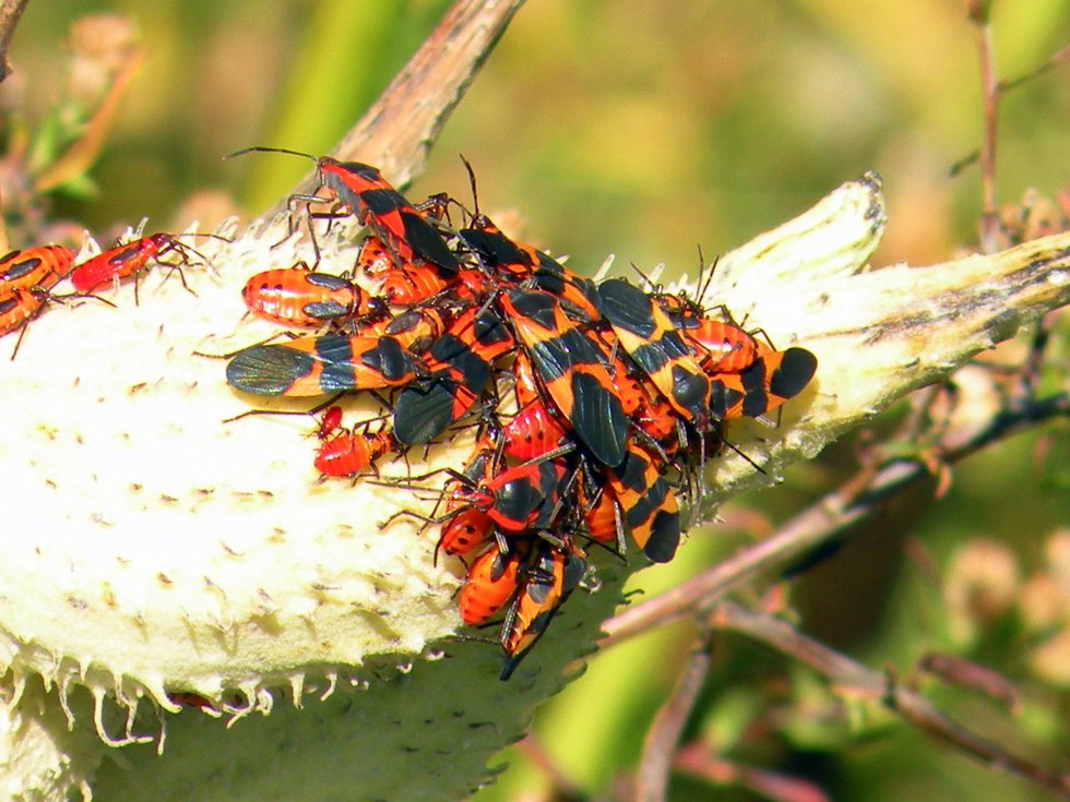Fall Beetles