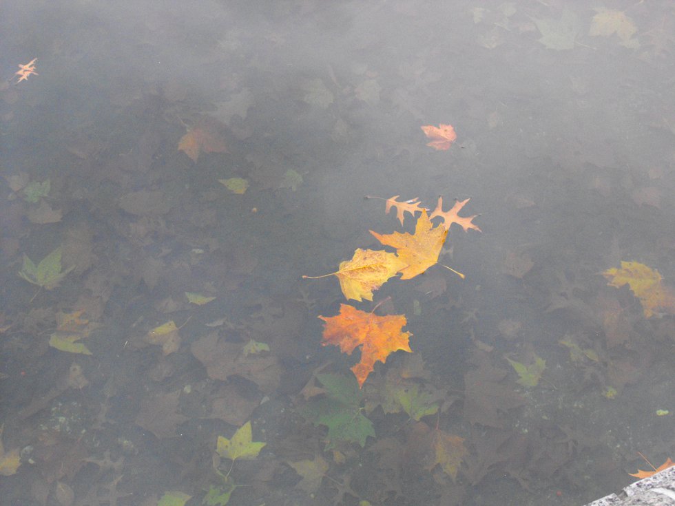 Autumn in the water