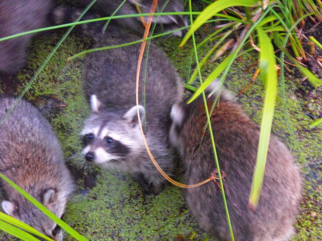 Racoons in the park.