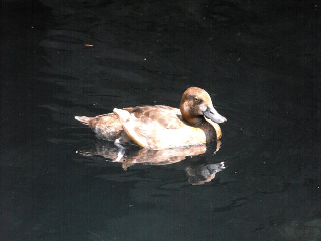 Brown Duckling.