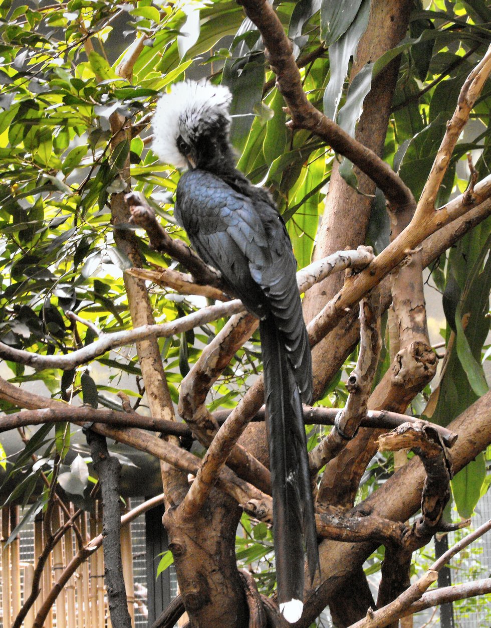 Slick black suit of feathers.