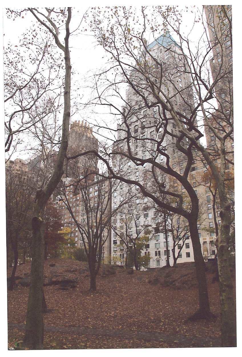 Central Park South Through The trees