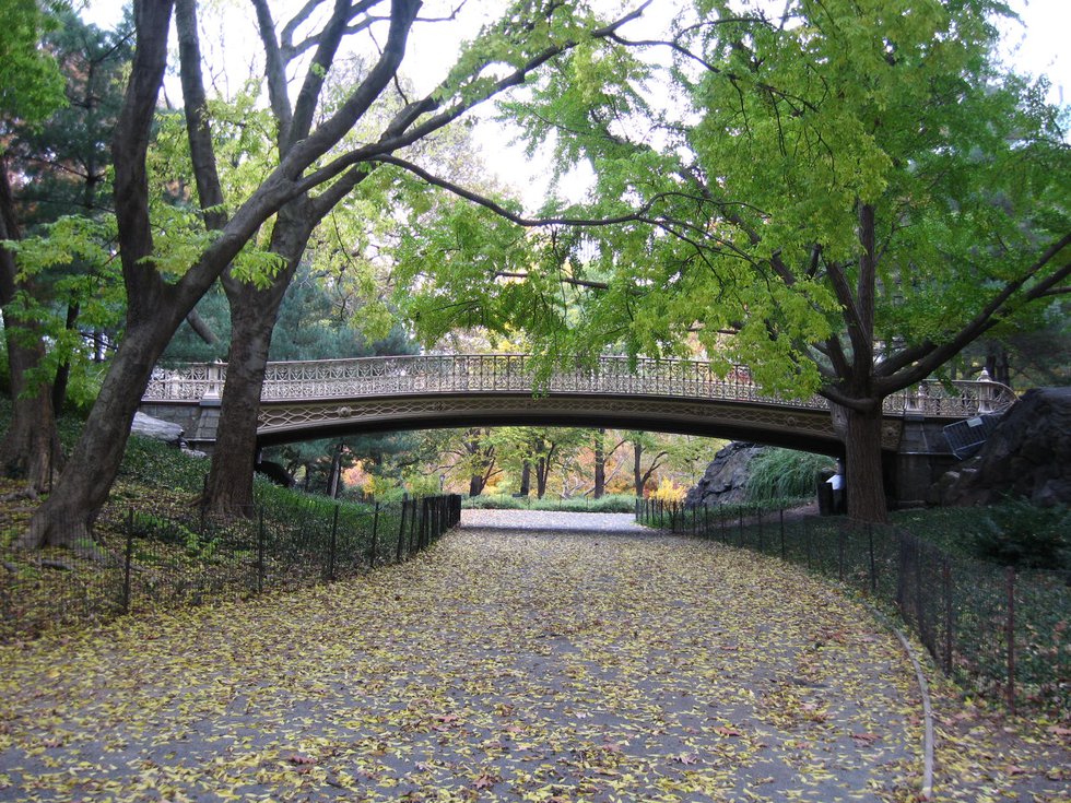 Bridge over fallen leaves