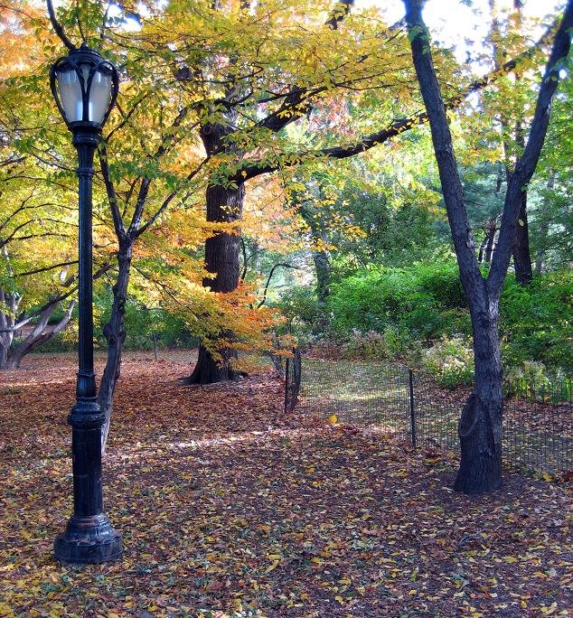Photo entry: Late Fall