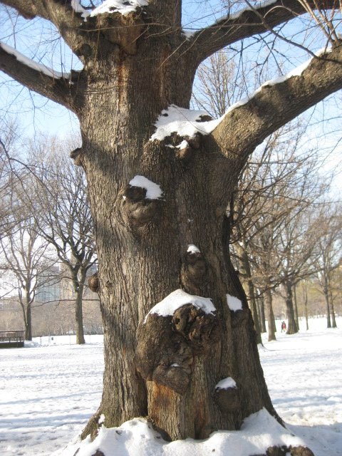 Photo entry: one of the original elms