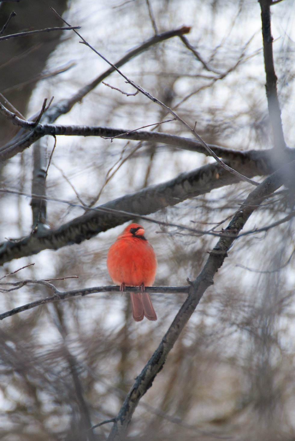 Cardinal Through the Branches