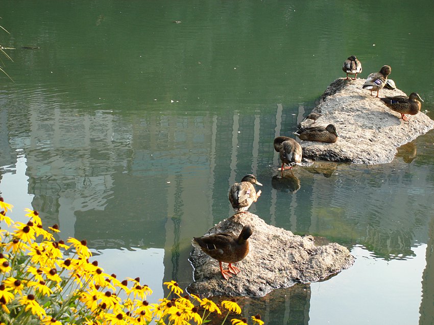 duckies in the pond