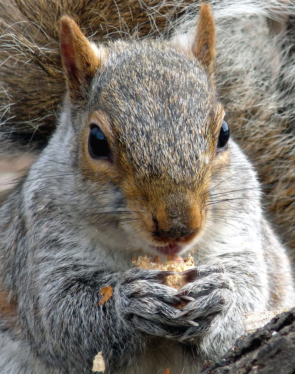 A Squirrel Happily Works for Peanuts in the Ramble